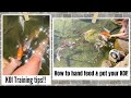 Training | How to Hand feed & pet your KOI | Tame your KOI Fish | TIPS!