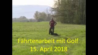 Fährtenarbeit mit Golf 15 04 18