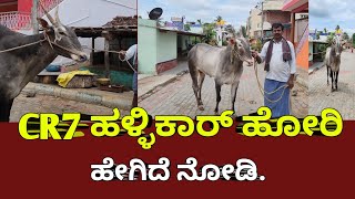 CR7 hallikar hori new video | varthursantosh #dboss #kannada #Hallikar #trending