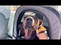 Mini dachshund explores a dog beach!