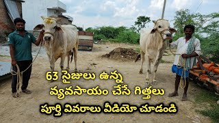 63 సైజులు ఉన్నటువంటి వ్యవసాయం చేస్తున్న గిత్తలు || సిద్ధిబ్రహ్మయ్య గారు మరివేముల గ్రామం పుల్లలచెరువు