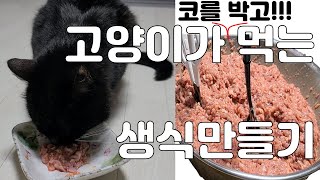 (ENG cc)한눈에 보는 고양이 생식 만드는 과정+방법 A to Z[Reproductive process of watching the cat A to Z]