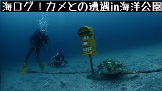 [伊豆ダイビング]海ログ！カメとの遭遇in海洋公園