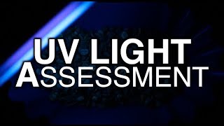 UV Light to assess Green Coffee