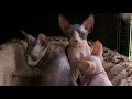 buying a sphynx kitten ronnie s animal crackers