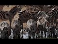 A dazzle of Zebras at Saltlick Safari Lodge in Kenya - book with Adeli Kenya Safaris