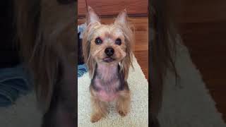 【ヨーキー】犬の舌しまい忘れてるけど可愛いすぎ Is taking out Yorkshire Terrier tongue; a dog