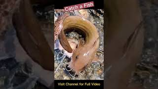 കടൽ കാരി | Marine Stinging Catfish #shorts #fishingaddict