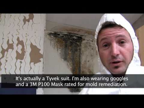 Killing Toxic Black Mold - How to Remove Mold Safely Killing Toxic Black Mold - How to Remove Mold Safely