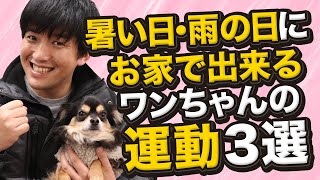 暑い日や雨の日にお家の中で出来るワンちゃんの運動3選