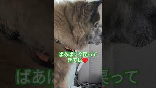 忘れ物したばあばを不安そうに見送る犬のムーちゃん　〜おやつ忘れちゃダメだよ〜