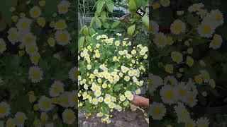 మా గార్డెన్ లో#whitechrysanthemum #garden #ytshortsviral