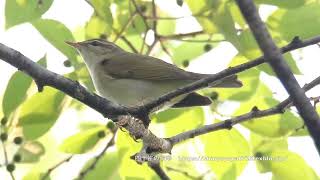 オオムシクイ 囀り 鳴き声【春の渡り】