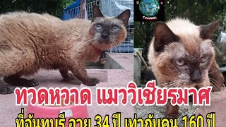 ทวดหวาด แมววิเชียรมาศที่จันทบุรี อายุ 34 ปี เท่ากับคน 160 ปี