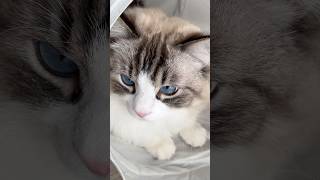 隠れる猫　#shorts #cat #猫 #猫動画 #ねこのいる生活 #癒し #ラグドール #ラガマフィン #かわいい#長毛種 #日常#ねこ#youtubeshorts#video#vlog#love