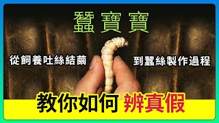 蠶寶寶！從飼養吐絲結繭 到蠶絲製作過程 教你如何辨真假！│《經典好節目》大特寫_精選版(回顧系列)