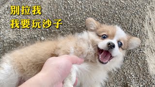 别拉我，我要玩沙子！小柯基太皮了，玩沙子玩得鼻子舌头上全是沙 Corgi is playing with sand and his nose and tongue are all sand