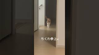 あれはなんだ？【ちくわ】 #cat #かわいい猫 #マンチカン #猫のいる生活 #ちくわ #猫癒し #猫 #shorts