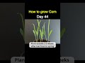 how to grow corn from store bought corn cob