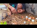 wow wow a man collects eggs near a palm tree and catches many strange things