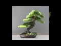 bonsai what is ramification