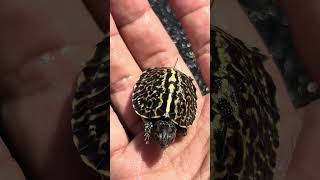 2024年自家繁殖的佛箱龟苗 #boxturtle