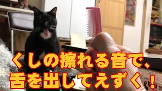 クシの音に反応して、えずいたり、舌なめずりするねこ！