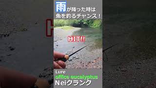 いきなりの雨は魚を釣るチャンス！#shorts #釣り #fishing #エリアトラウト #trout #管理釣り場