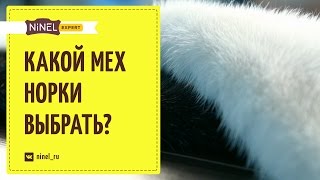 Как выбрать норковую шубу?  Какой мех выбрать - зимний и летний, самки или самца?