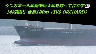 シンガポール船籍準巨大船を待って往かす👀【4K撮影】全長180m『IVS ORCHARD』