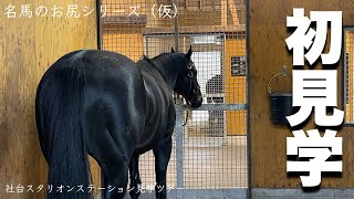 【馬が好きになる】社台スタリオンステーション初見学｜ノーザンホースパーク｜千歳の老舗喫茶店で雨宿り｜サラブレッドの血統｜