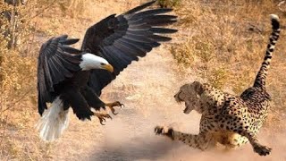 The Best attack eagle of 2024 | Animal tv |world animal life