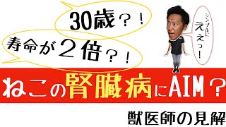 猫の寿命が伸びる？！【獣医師見解】AIMで腎臓病を治療できる日が来る？！