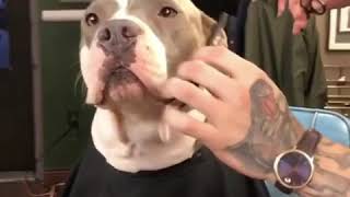 Pit bull   Красавец 🔥✅✅✅✅