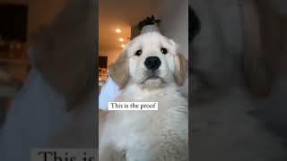 可爱的狗狗😍🐶 tiktok 合辑 - cutedogspups #cute #pet #dog #cute #foryou #petsoftiktok #dogsoftiktok