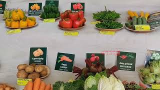 ஊட்டியில் காய்கறி கண்காட்சி | Vegetable Fair at Ooty