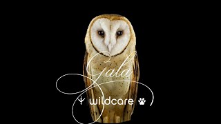 WildCare Gala 2020 (LIVE event starts at 0:30:00)