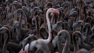 A flurry of flamingos after record breeding season