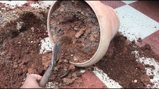 5 STEPS TO REJUVENATE EXPIRED OLD POTTING SOIL MIX | Revitalize Old Garden Soil