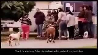 Funny Animals Videos Funny Clips - YouTube.MP4