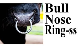 bull nose ring cow গরুর নাকের রিং এস এস এর তৈরী