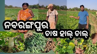 ନବରଙ୍ଗପୁର ର ଚାଷୀମାନେ କେମିତି କରୁଛନ୍ତି ଚାଷ ଦେଖ ଆଉ ଶିଖ || THE FARMING IN  NABARANGPUR HOW TO FARMING