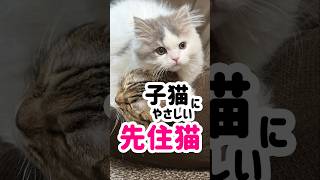 新入り子猫にじゃれられても動じない先住猫が愛しい