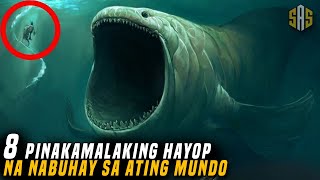 8  PINAKAMALAKING HAYOP NA NABUHAY SA ATING PLANETA