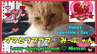 Happy Valentine's Day❤ママとラブラブ❤みーにゃん・Lovey-dovey with mom ❤ Mienyan