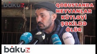 Qobustanda heyvanlar arasında yayılan xəstəlik kütləvi ölümə səbəb oldu