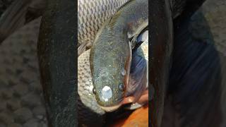 मरळ मासा #fishing #short #video