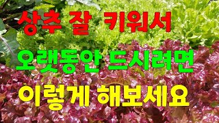 꽃보다상추86                                           비밀의 야채 계단에서 자라는 채소들      👉잘 키우기 (3월20 일 영상 )