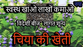 चिया फसल की संपूर्ण जानकारी|स्वस्थ खाओ  लाखों कमाओ #chiya_ki_kheti #chiya #farming #viralvideo