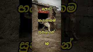 ලොව භයානකම සුනඛ වර්ග 10 ය 🐕‍| top 10 most dangerous dog breeds in the world #shorts #viral #dog